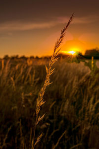 Scenic view of field against sky during sunset