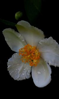 Close-up of white flowers blooming against black background