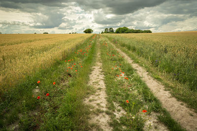 Dirt road through grain fields and cloudy sky, july day