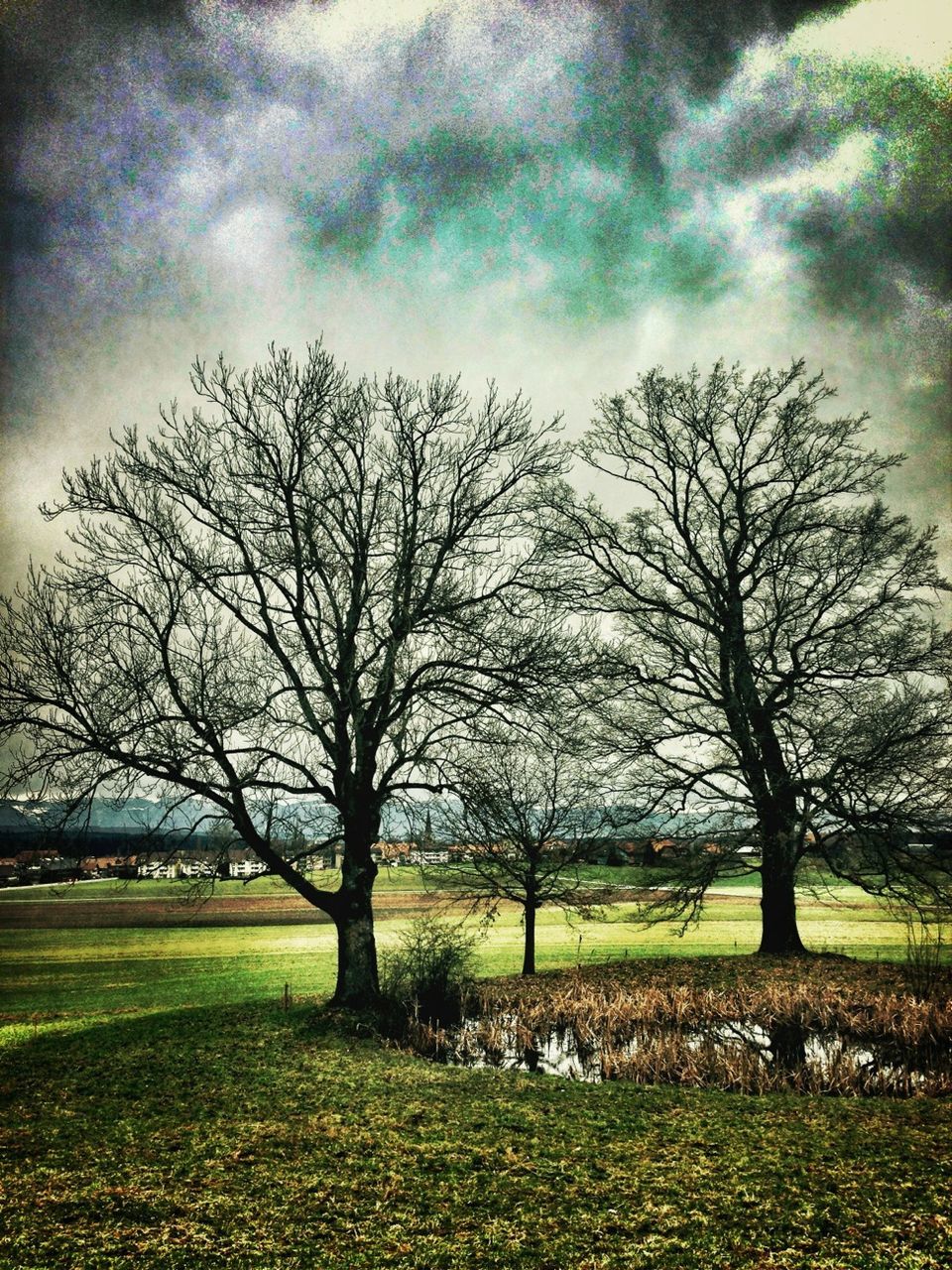 tree, bare tree, sky, field, tranquil scene, grass, landscape, tranquility, beauty in nature, scenics, branch, nature, cloud - sky, growth, grassy, cloudy, rural scene, cloud, idyllic, non-urban scene