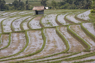 High angle view of agricultural field