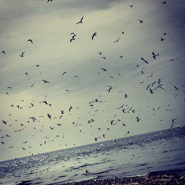 bird, animal themes, animals in the wild, wildlife, flying, water, sea, flock of birds, sky, horizon over water, beach, nature, seagull, beauty in nature, scenics, tranquility, tranquil scene, shore, spread wings