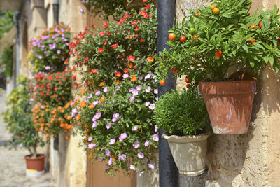 Close-up of potted plants