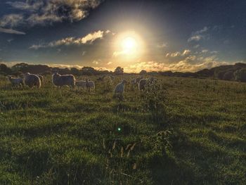 Scenic view of grassy field against sky