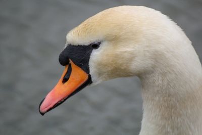 Close-up of swan