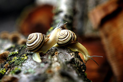 Close-up of snail