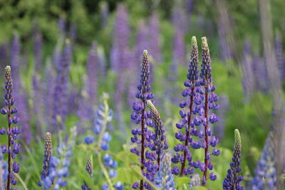 Close-up of flowers blooming in field