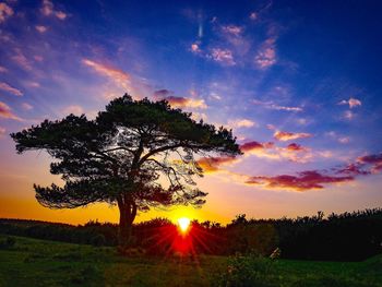 Trees on field against sky at sunset