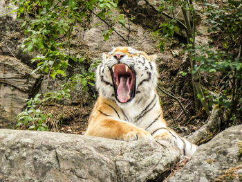 Cat lying on rock