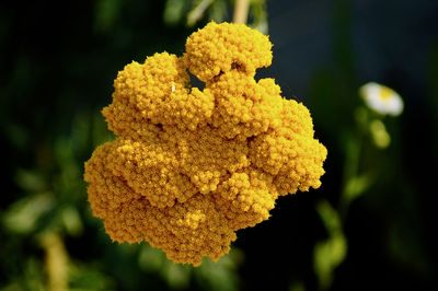 Close-up of yellow flowering plant