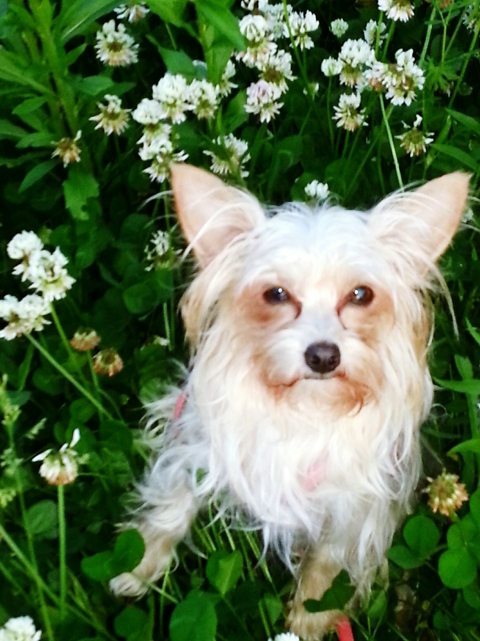 PORTRAIT OF WHITE DOG ON FLOWER