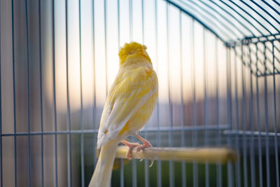 Close-up of yellow bird perching in cage