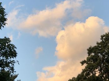 Low angle view of trees against sky