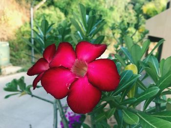 Close-up of red flowers blooming outdoors