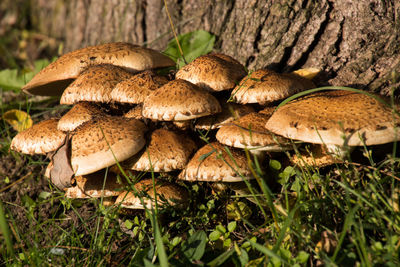 Close-up of mushroom growing by tree trunk