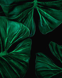 Full frame of green leaves texture background.