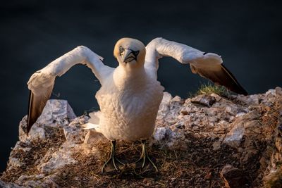 Close-up of bird perching on rock