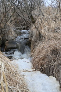 View of an animal on snow covered landscape