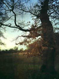 Bare trees on grassy field