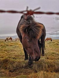 Horse grazing in a field