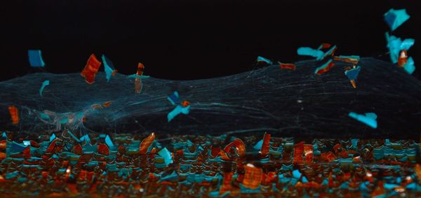 Close-up of jellyfish in water at night