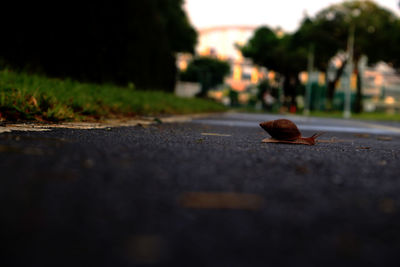 Close-up of crab on road