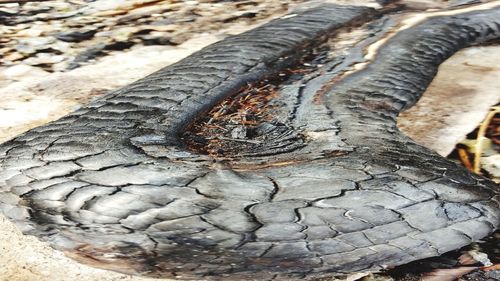 Close-up of lizard on tree trunk