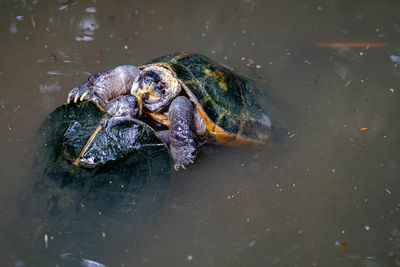 High angle view of a turtle in lake