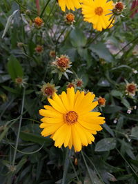 Close-up of yellow flowering plant