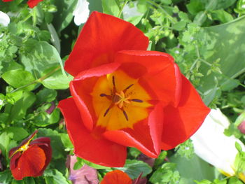 Close-up of red flowers in park