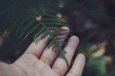 Close-up of hand holding leaf