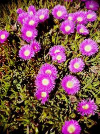 High angle view of purple flowers blooming outdoors