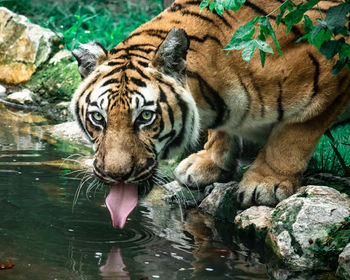 Portrait of tiger drinking water