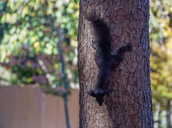 Close-up of lizard on tree trunk