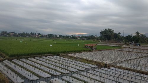 Scenic view of agricultural field against sky