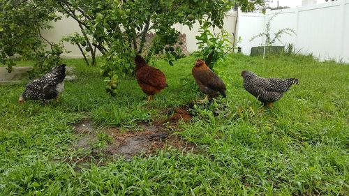 Rooster on field