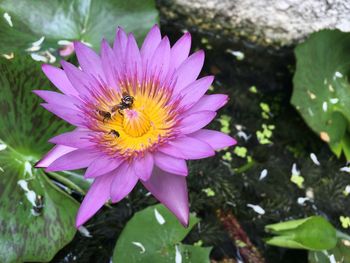 Close-up of bee pollinating on purple flower