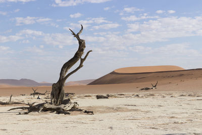 Dead tree on sand dune in desert against sky