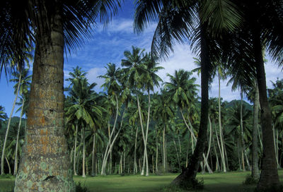 Scenic view of palm trees in forest