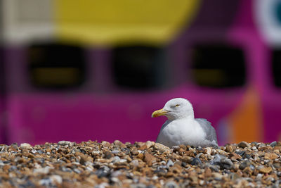 Close-up of seagull perching outdoors