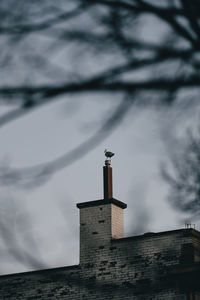 Bird sitting on chimney on brick building.