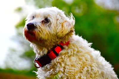 Close-up of a dog