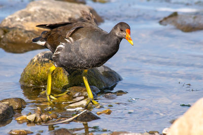 Ducks on rock in lake