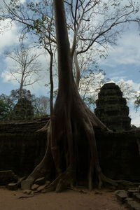 Low angle view of a tree