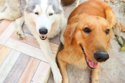 Close-up portrait of dog