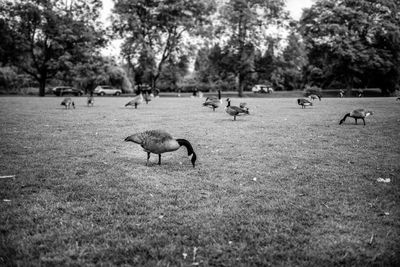 Flock of sheep grazing in a field