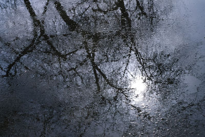 Low angle view of trees