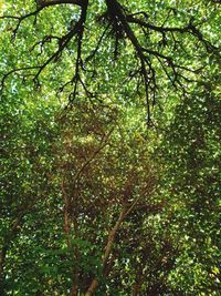 Low angle view of trees in forest