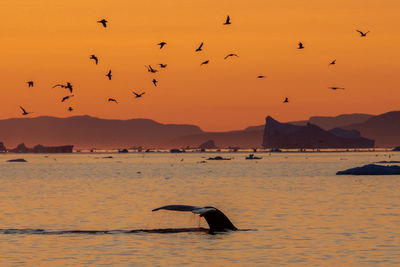 Tail of whale emerging at sunset