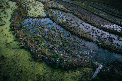 Scenic view of agricultural field